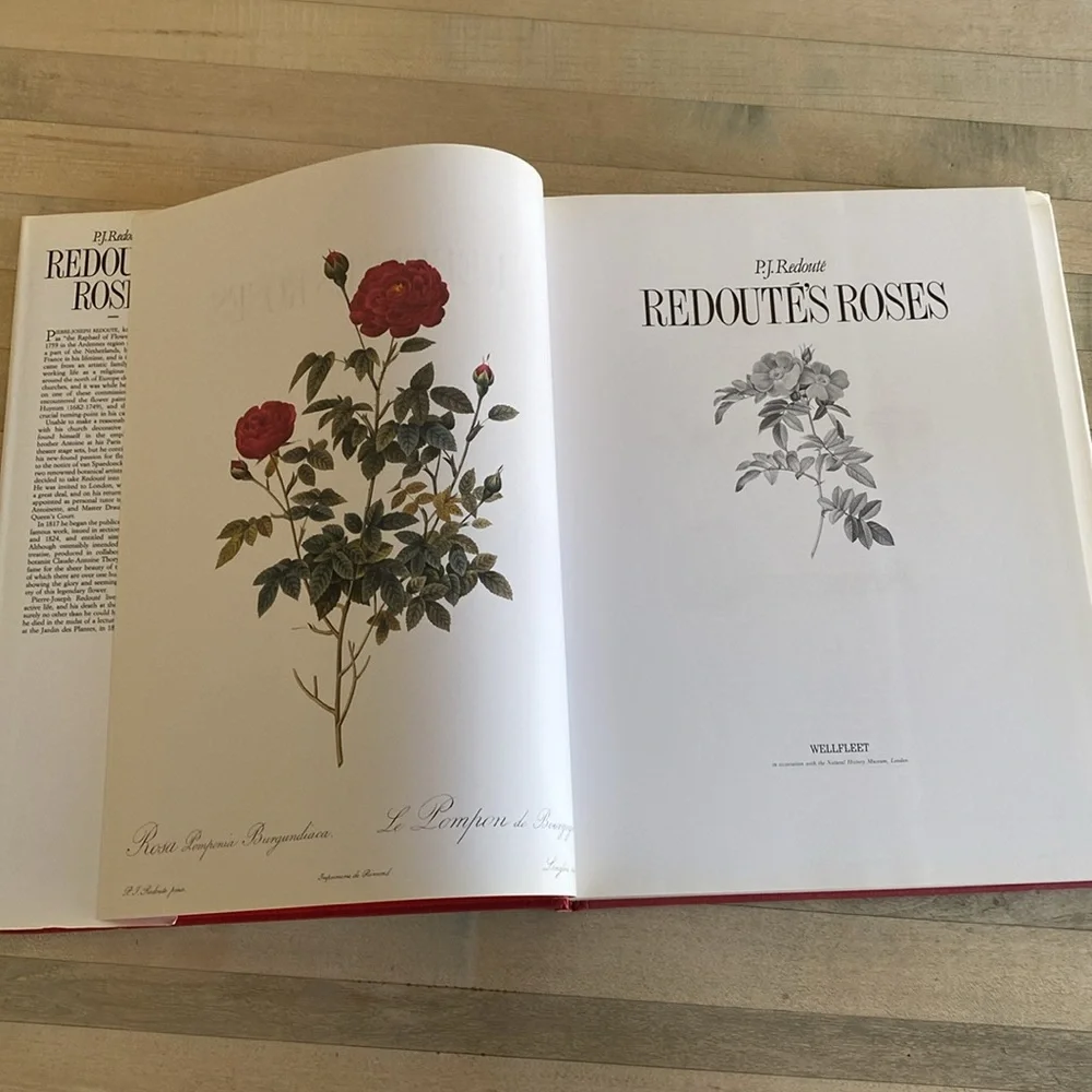 Redouté's Roses by P.J. Redouté - Picture 4 of 14